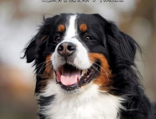 Jan Andersen: Dusty (séria kníh)